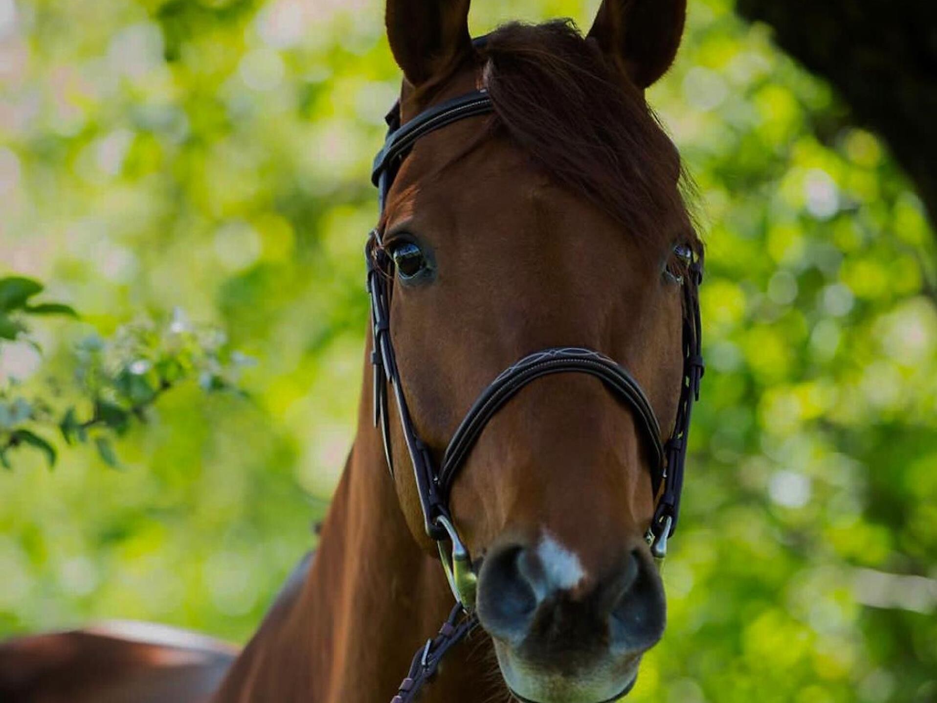 Reitsporttage in Wiesen "Jumping in the Alps" - Sterzing und Umgebung - #1 - suedtirol.info