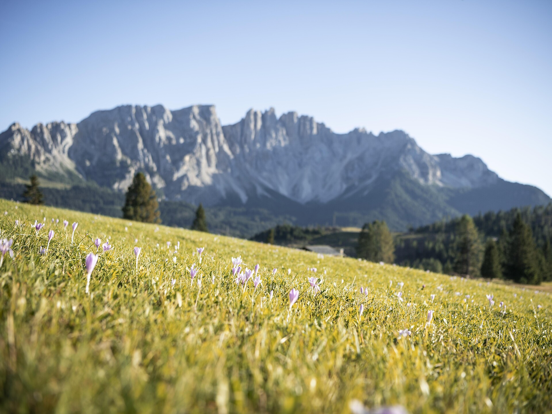 Escursione guidata: Latemar Scena 1 suedtirol.info