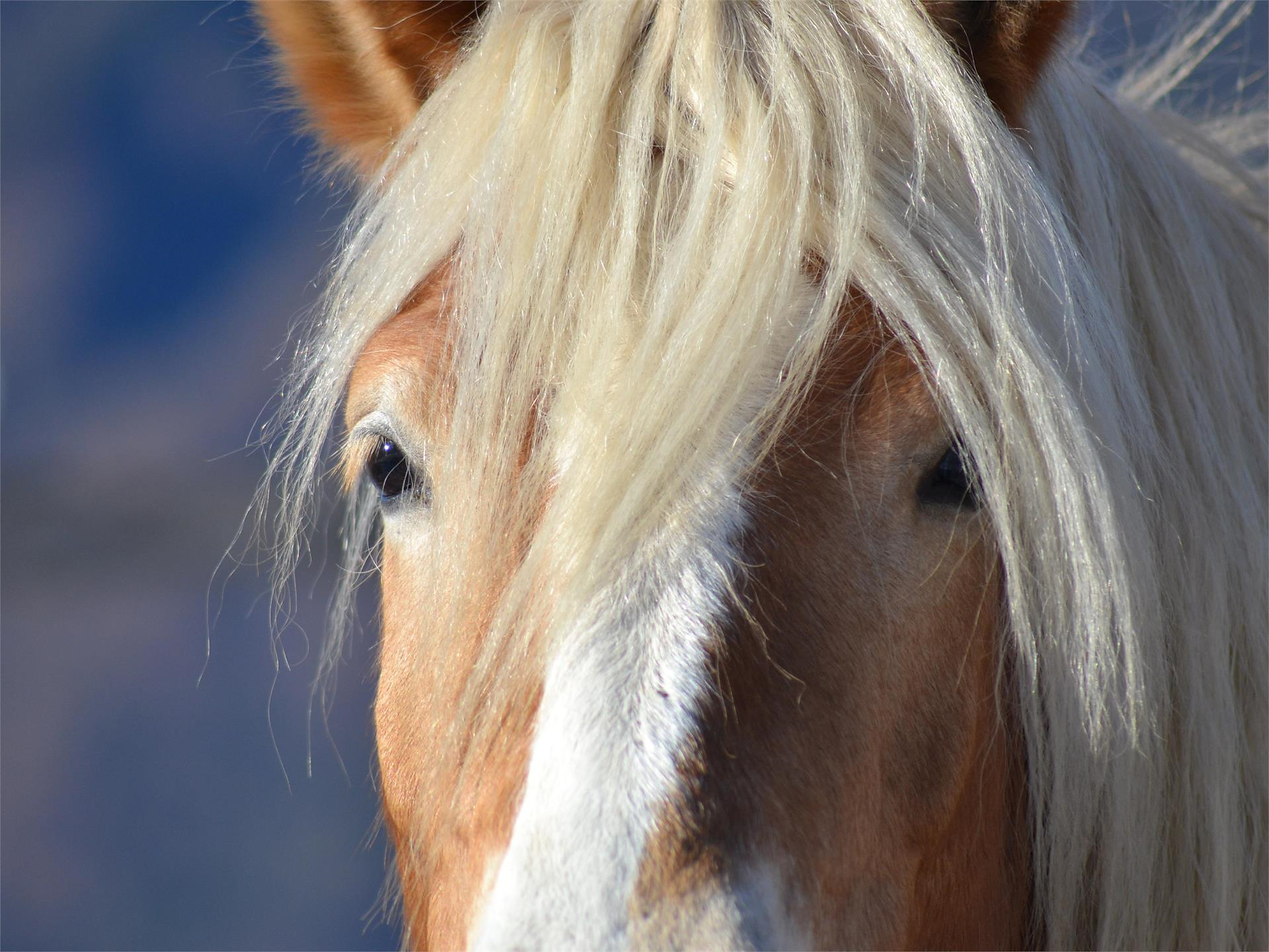 Horseback Riding Experience at Tholer Algund/Lagundo 3 suedtirol.info