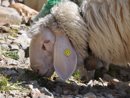 Rückkehr der Schafe im Zuge der Transhumanz in Kurzras Schnals 2 suedtirol.info