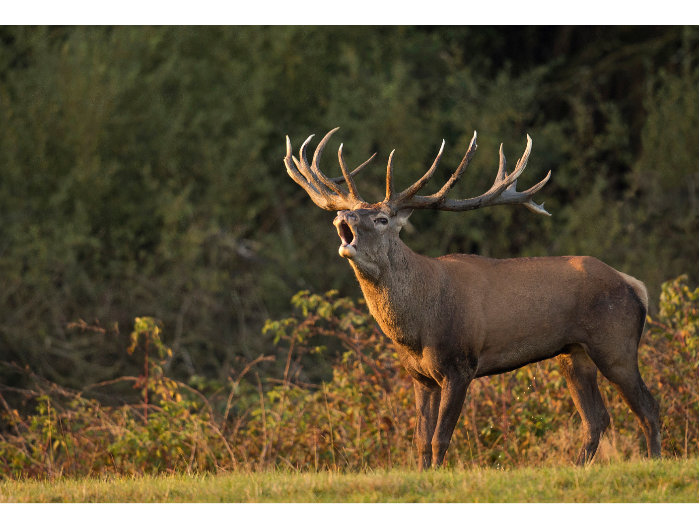 Rothirsche im Liebestaumel: Hirschbrunft und Gaumenschmaus -  - #1 - suedtirol.info