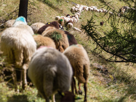 Sheep herding in Vernago Schnals/Senales 3 suedtirol.info