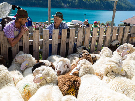 Sheep herding in Vernago Schnals/Senales 2 suedtirol.info