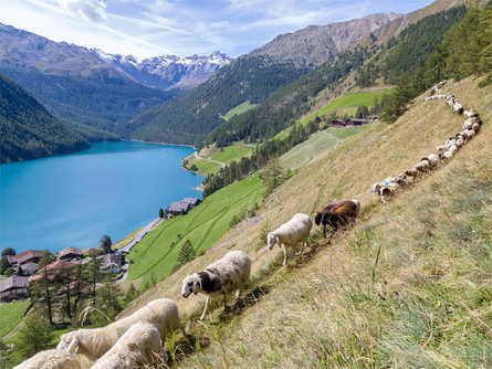 Sheep herding in Vernago Schnals/Senales 1 suedtirol.info