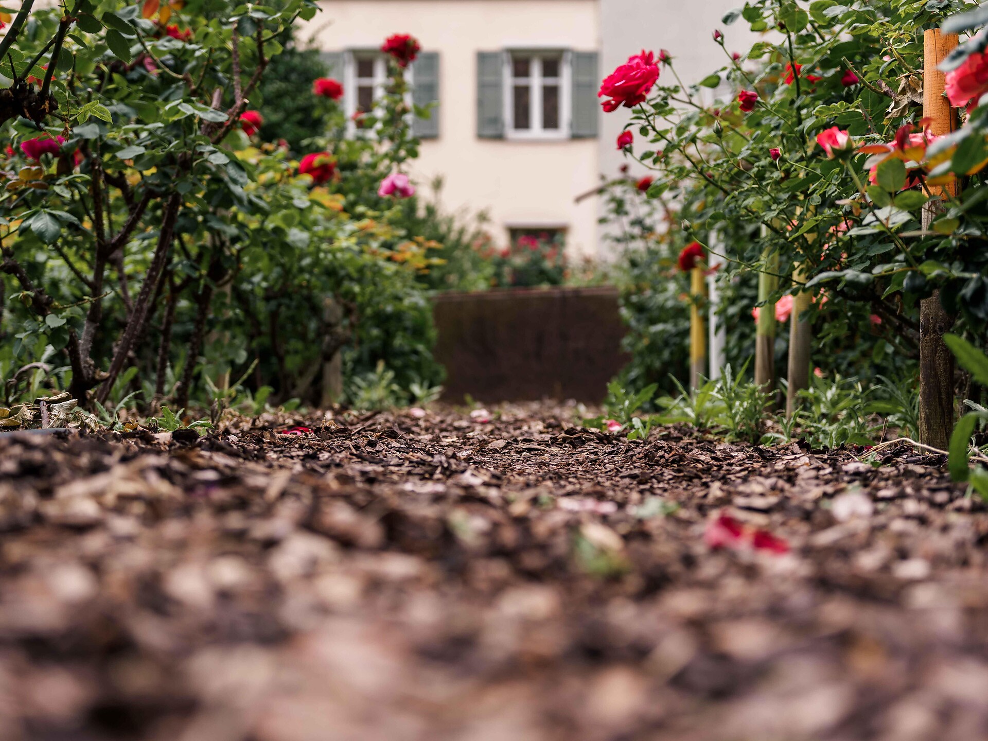 Rose & Rosé - Bolzano e dintorni - #2 - suedtirol.info