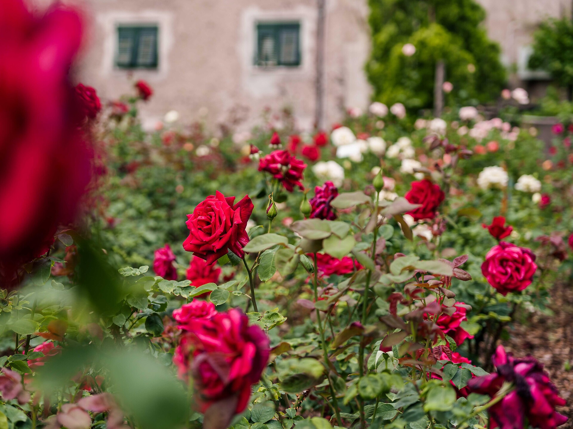 Rose & Rosé - Bolzano e dintorni - #1 - suedtirol.info