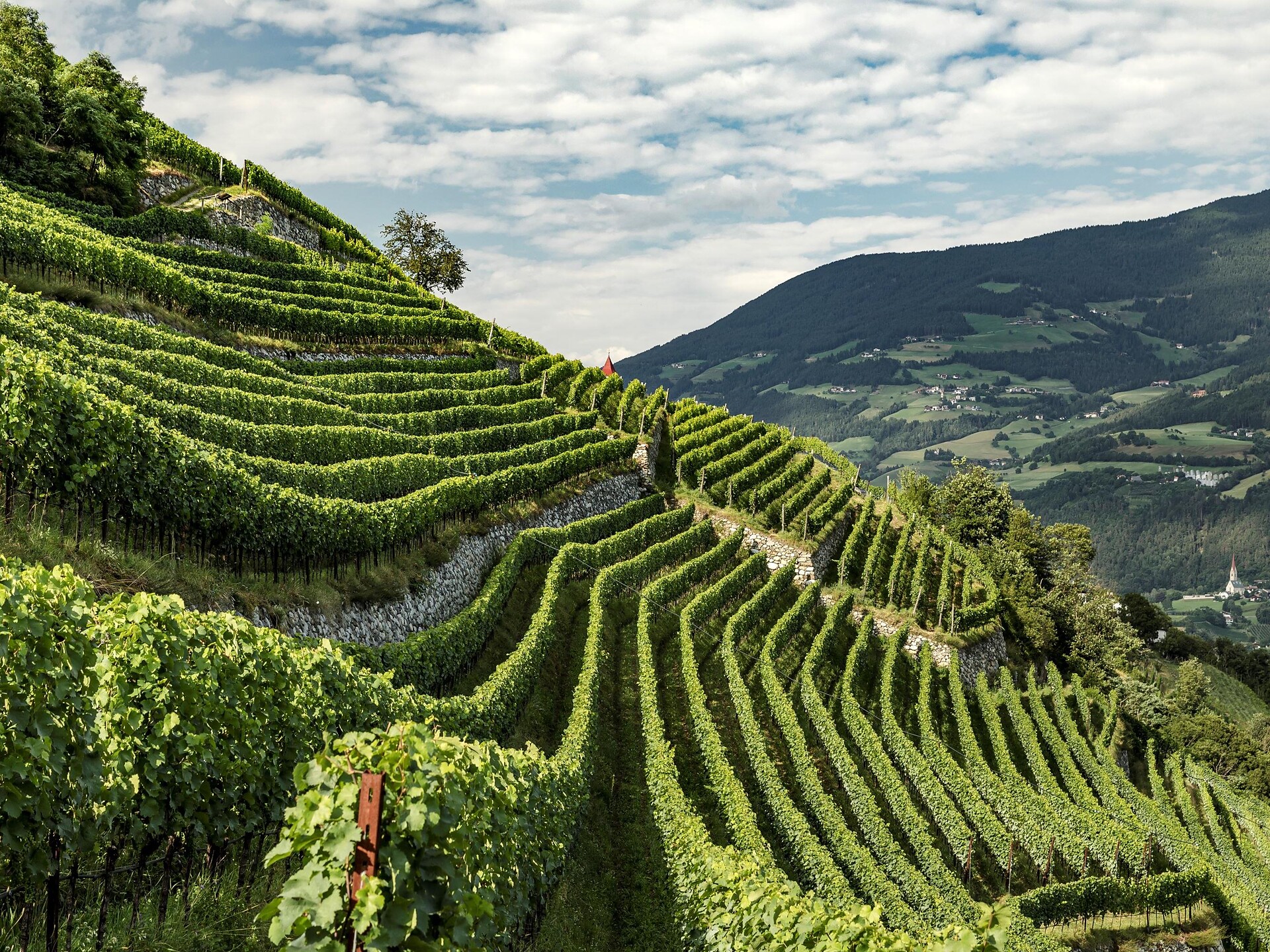 South Tyrol Grand Wine Experience - Meran/Merano and environs - #1 - suedtirol.info
