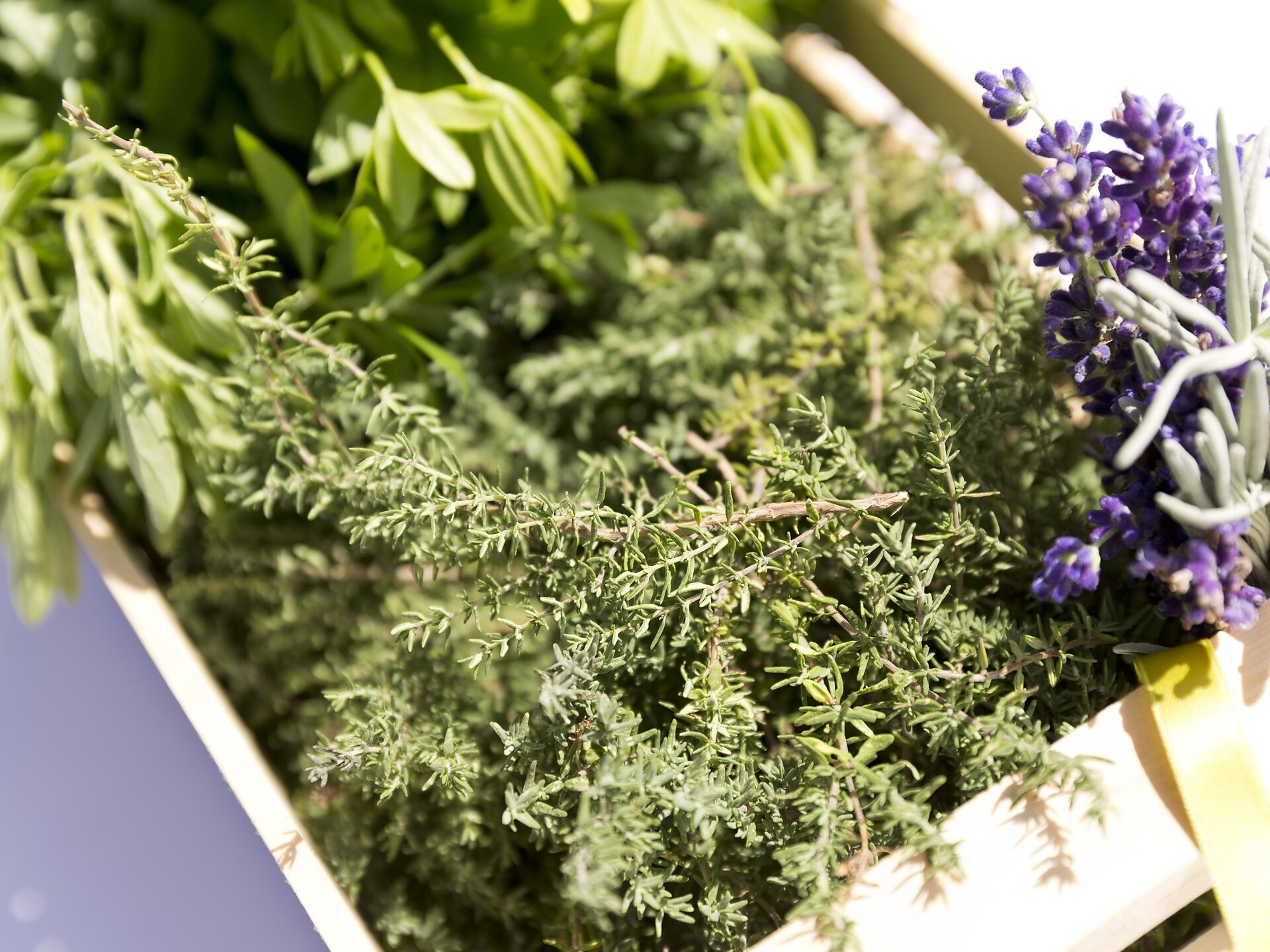 SPRINGTIME IN SOUTH TYROL: Wild Wonders – foraging walk in Meransen - Brixen/Bressanone and environs - #2 - suedtirol.info
