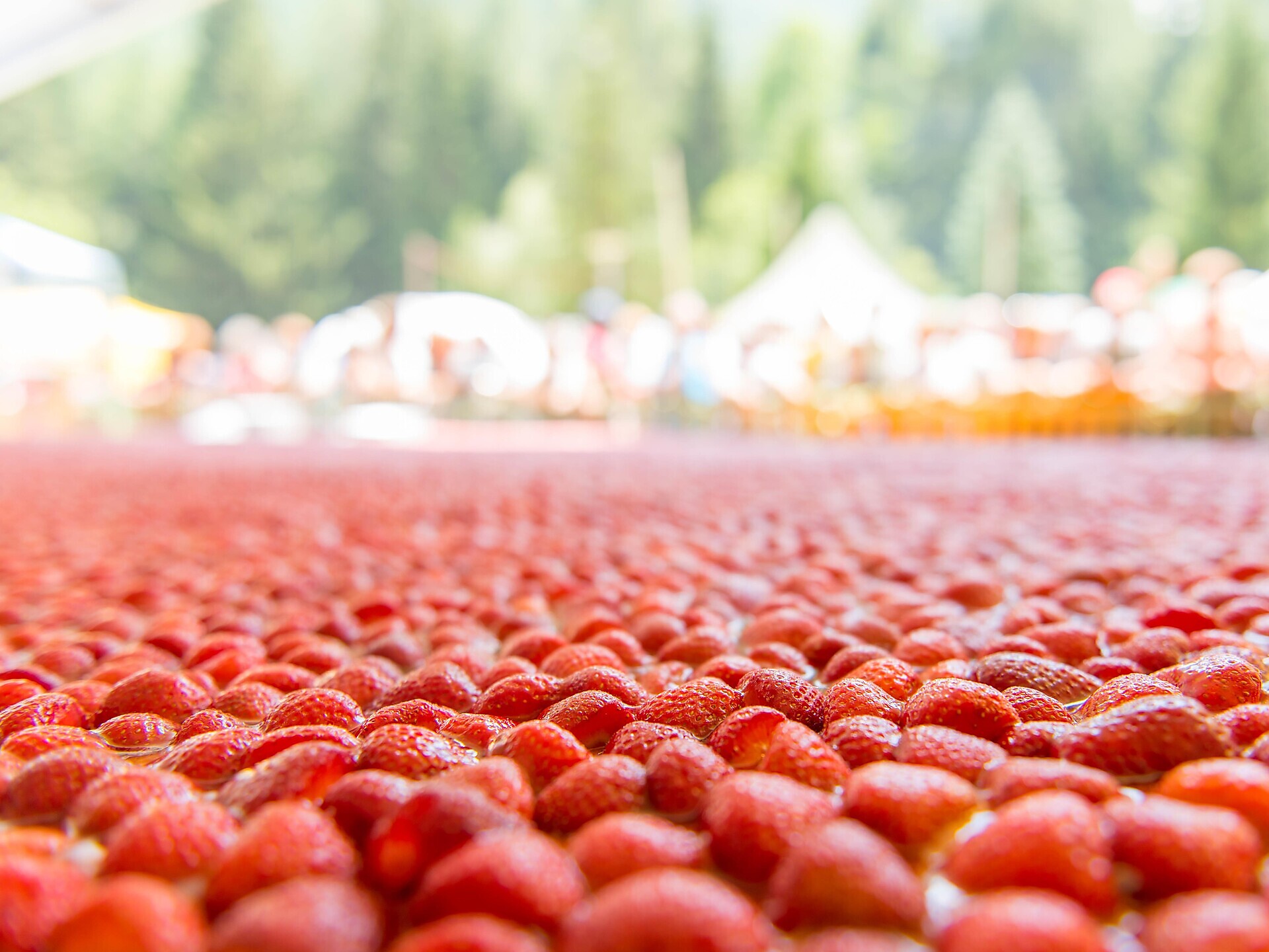 Südtiroler Erdbeerfest - Vinschgau - #1 - suedtirol.info