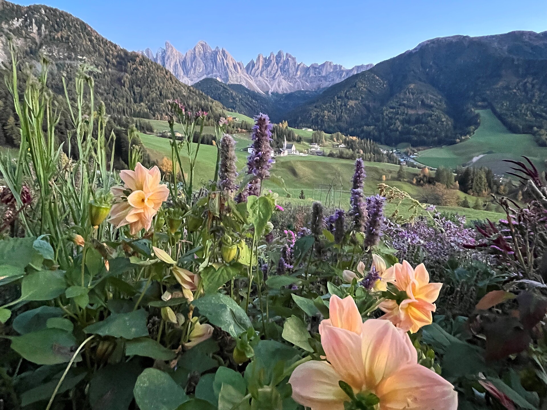 Slow Food Travel - Flowers and mountains - Experiences on the farm Oberhof Villnöss/Funes 1 suedtirol.info