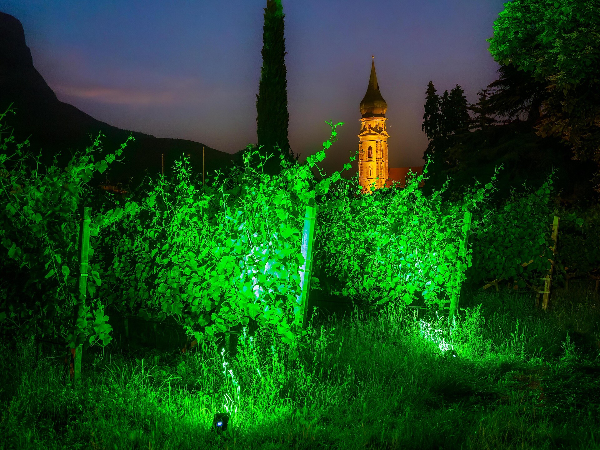 Cena di mezza estate sotto le pergole di Missiano - Strada del Vino - #2 - suedtirol.info