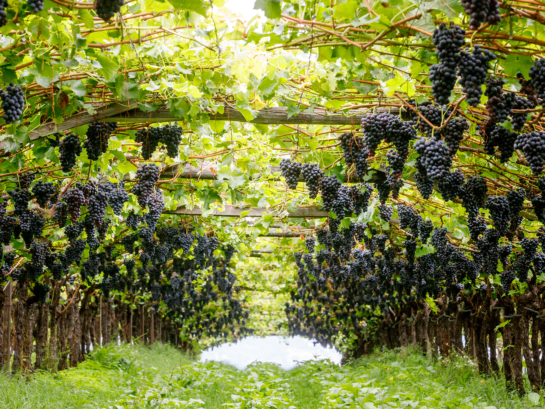 Cena di mezza estate sotto le pergole di Missiano - Strada del Vino - #1 - suedtirol.info