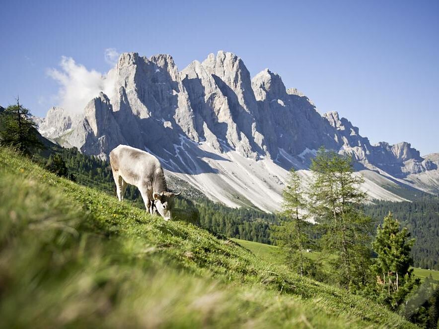 Slow Food Travel - The beef breed Graues Geislerrind and the cultural landscape Villnöss/Funes 1 suedtirol.info