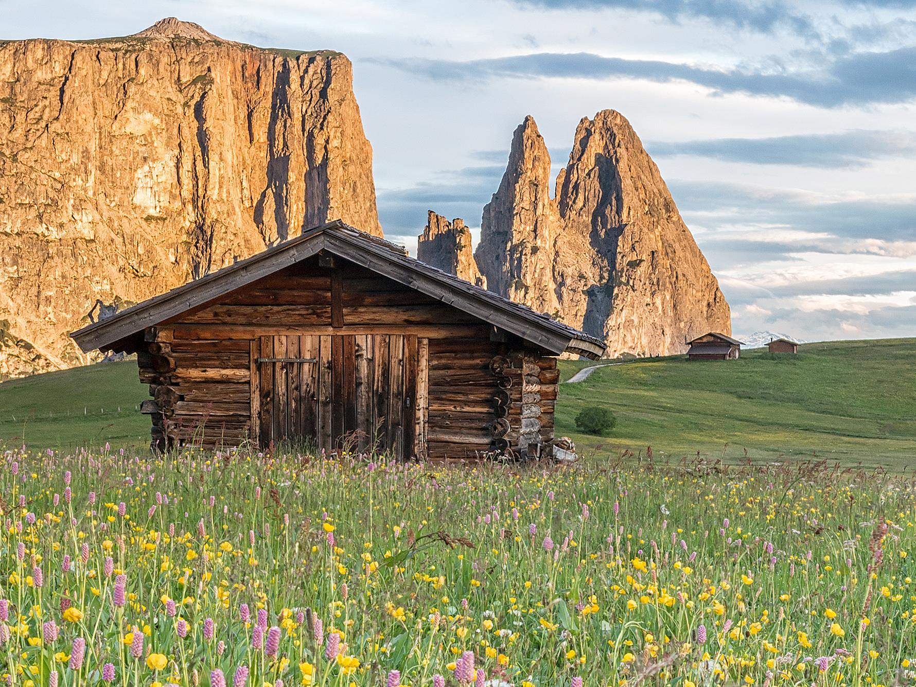 Seiser Alm Balance: Geführte Blumenwanderung auf der Seiser Alm Kastelruth 3 suedtirol.info