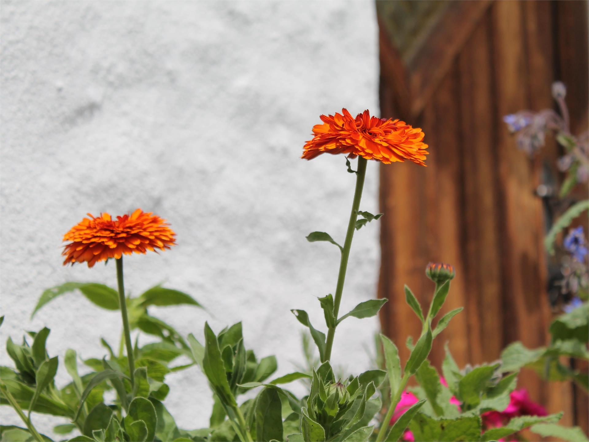 Slow Food Travel - The magic of Herbs Villnöss/Funes 2 suedtirol.info