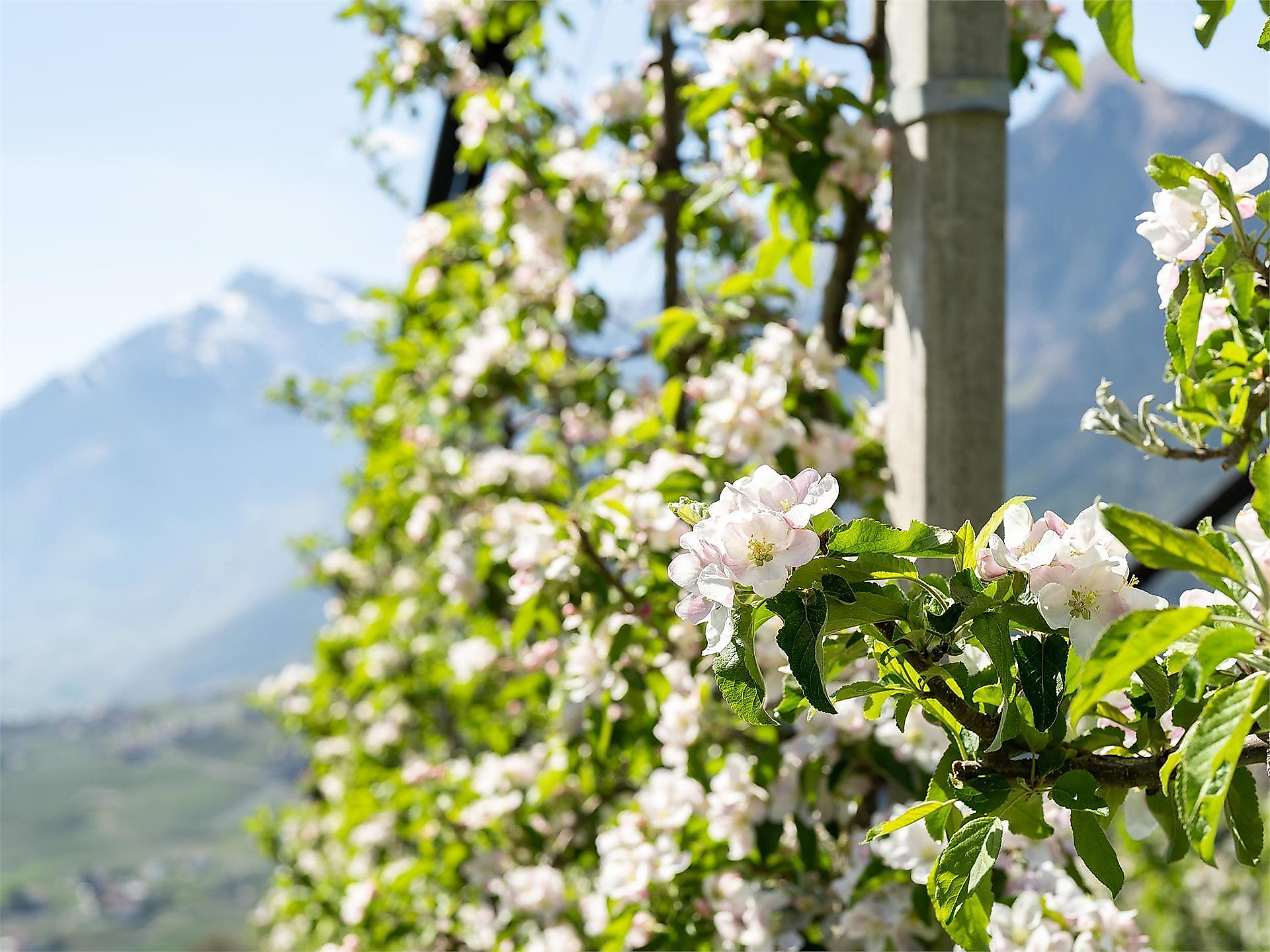 Schenner Langes | Halfutin Schukrutnitsch - Meran und Umgebung - #3 - suedtirol.info
