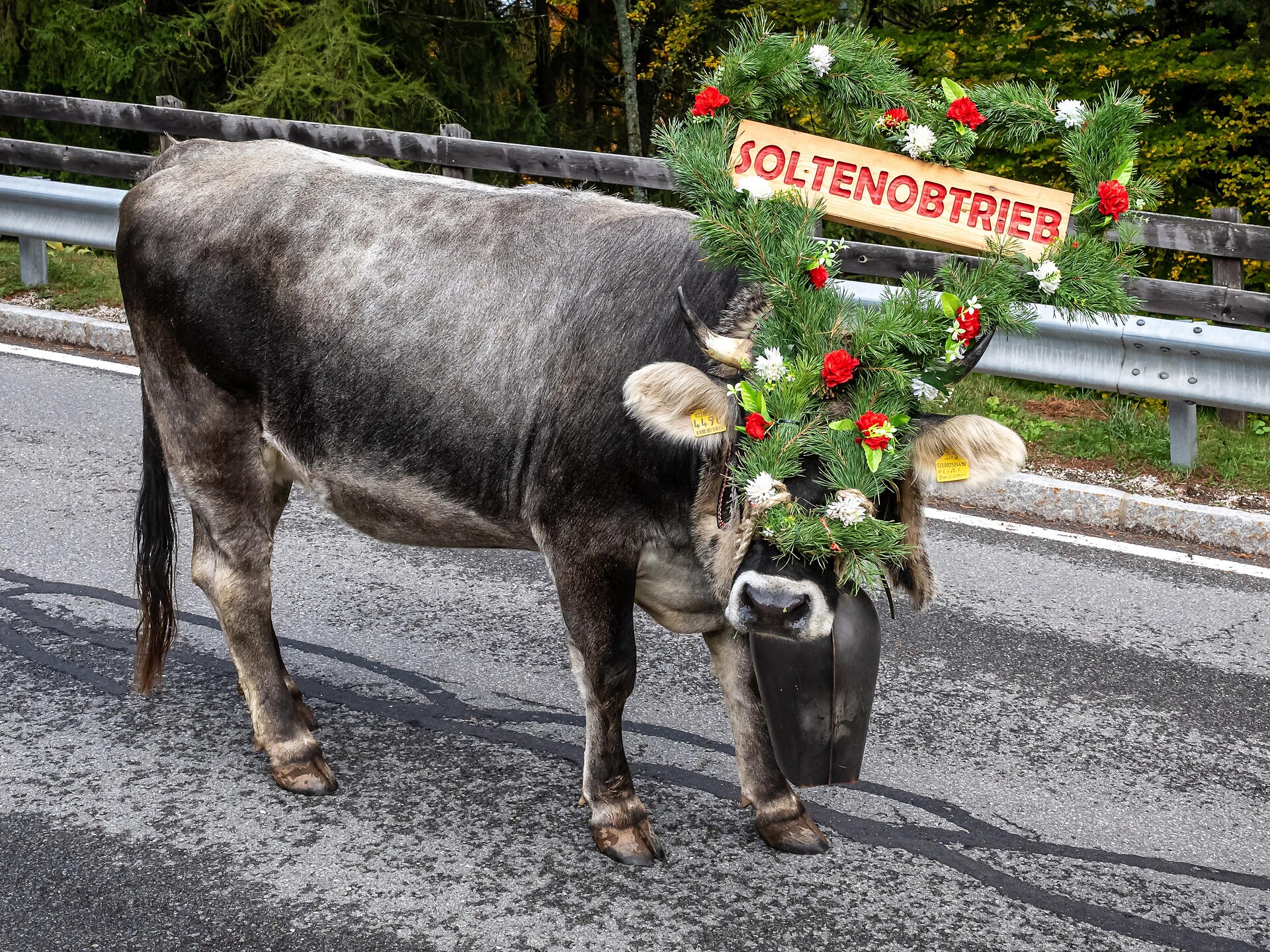 Festa della transumanza - Bolzano e dintorni - #1 - suedtirol.info