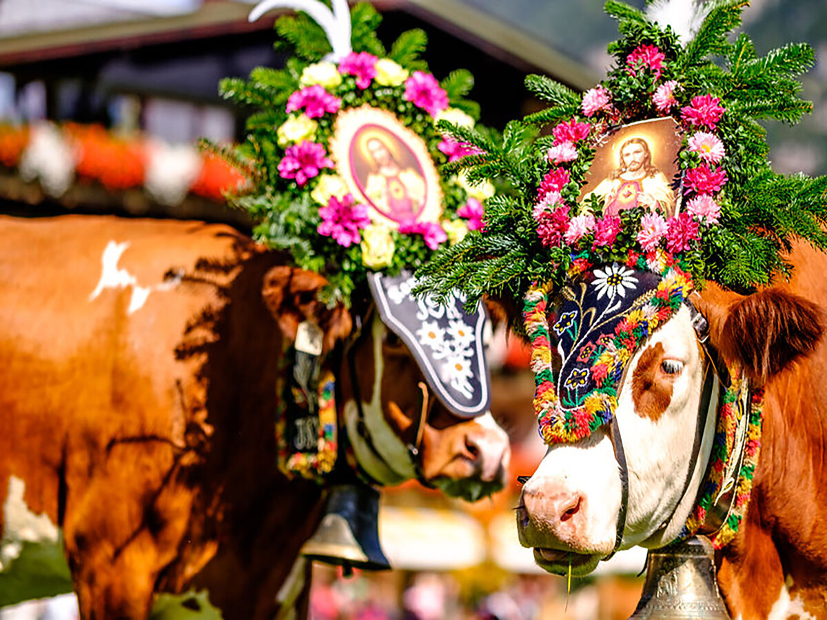 Transhumance from the Salto Jenesien/San Genesio Atesino 1 suedtirol.info