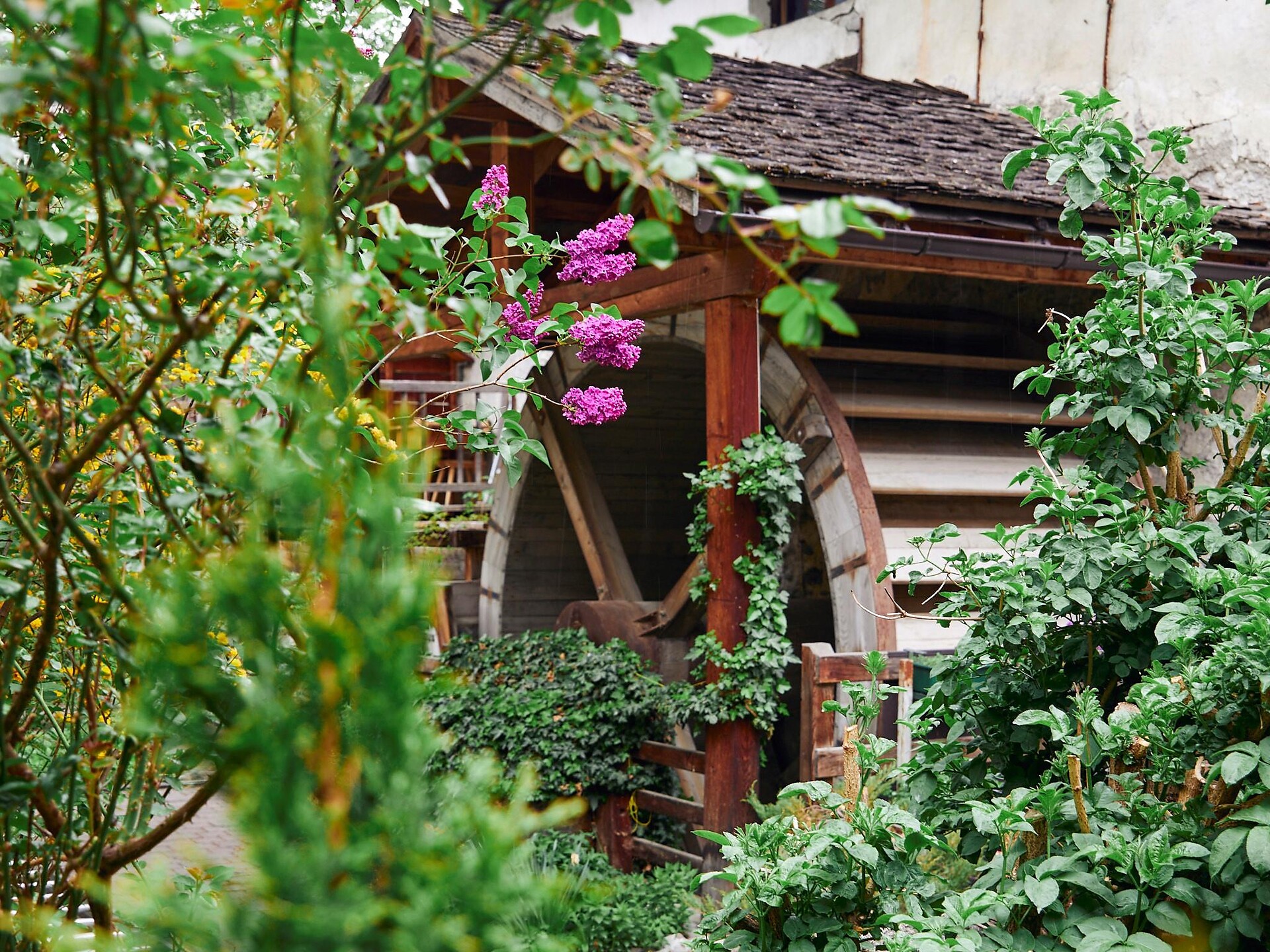 Visita guidata della città di Glorenza “Torri, mura, mulino” - Val Venosta - #3 - suedtirol.info