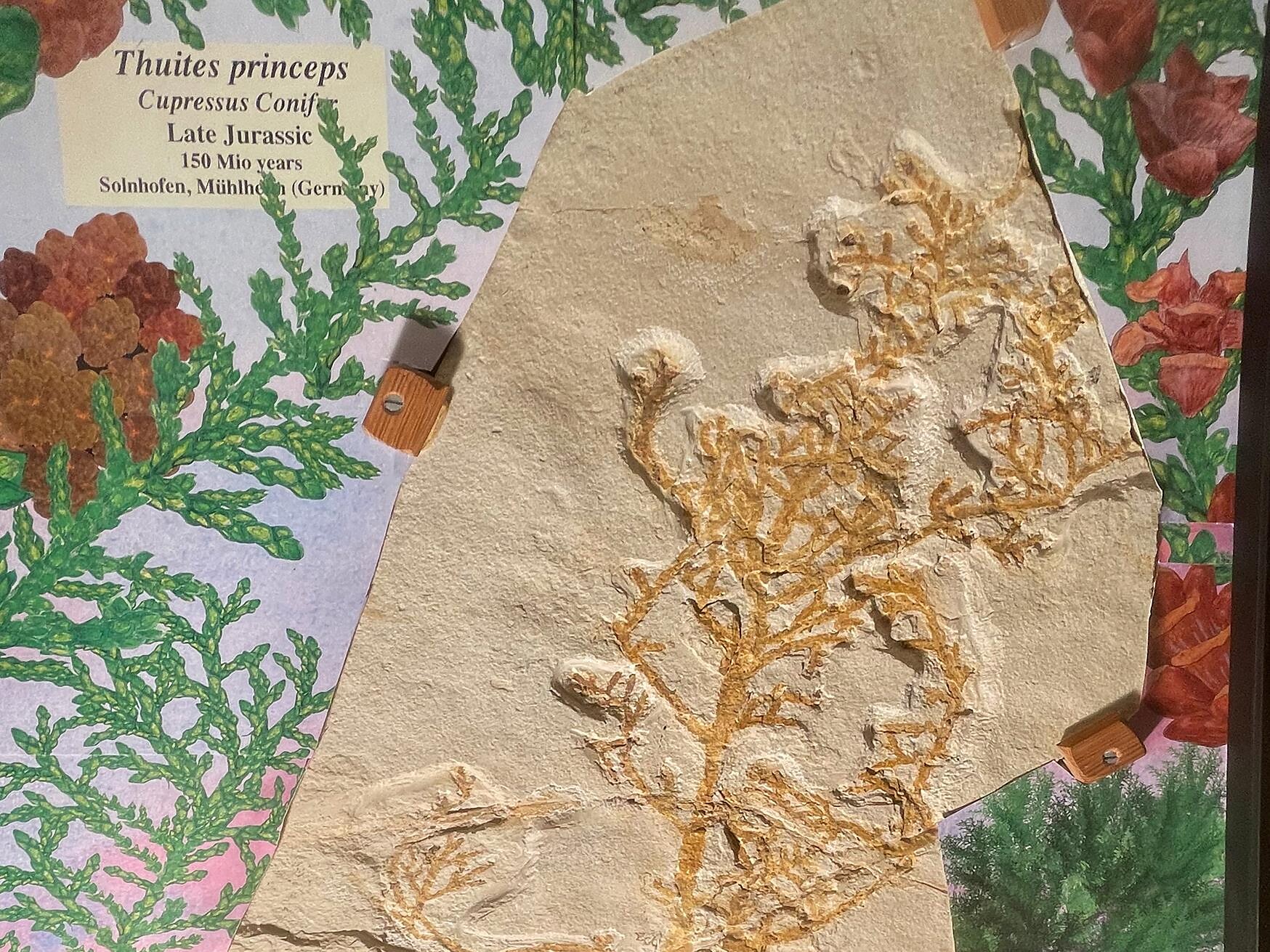 Sonderschau | Der einzigartige botanische Garten der Urzeit - Dolomitenregion 3 Zinnen - #1 - suedtirol.info