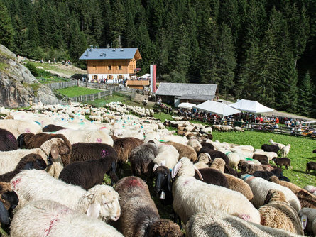 Il rientro delle pecore dalla Valle Zieltal Parcines 2 suedtirol.info