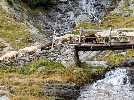 Il rientro delle pecore dalla Valle Zieltal Parcines 1 suedtirol.info
