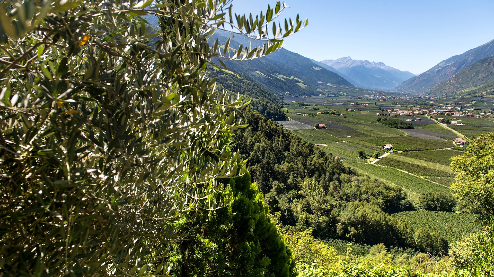 Speck, wine & olives - Meran/Merano and environs - #3 - suedtirol.info