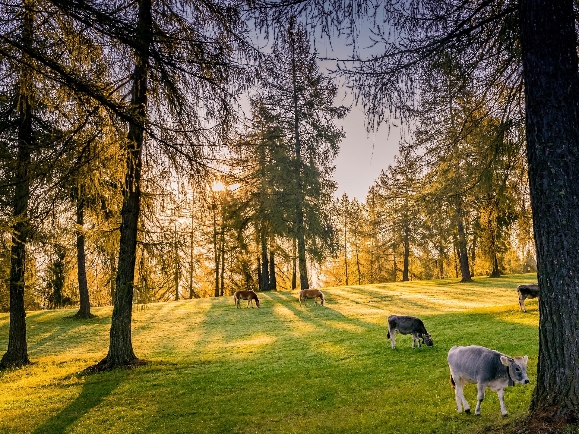 Salita degli animali ai pascoli del Salto - Bolzano e dintorni - #1 - suedtirol.info