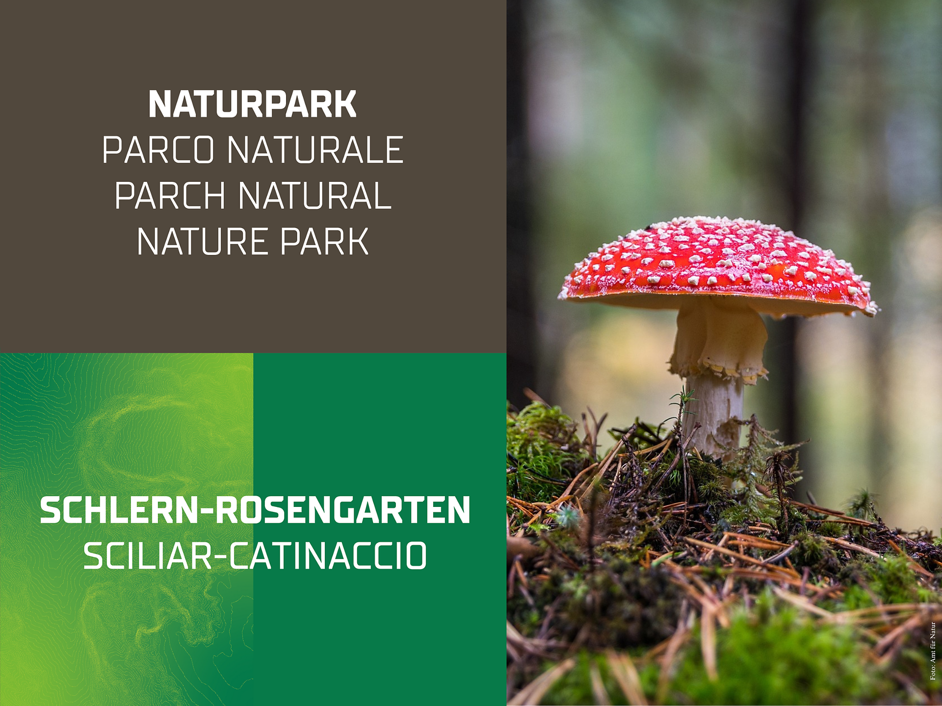 Special Exhibition: The World of Mushrooms - Dolomites Region Seiser Alm - #1 - suedtirol.info