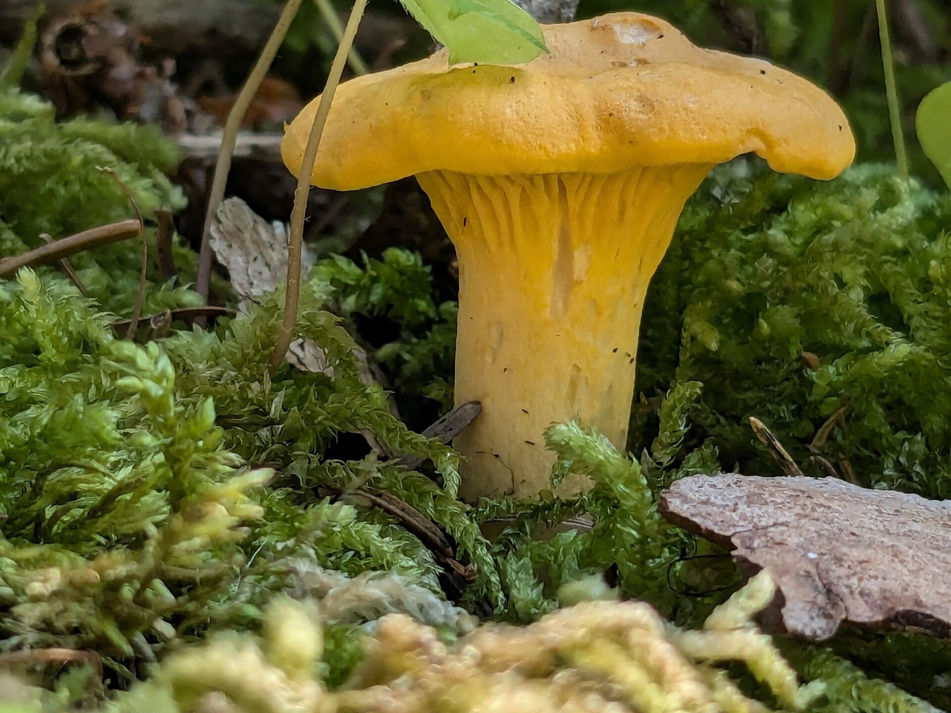 Special Exhibition: The World of Mushrooms - Dolomites Region Seiser Alm - #2 - suedtirol.info