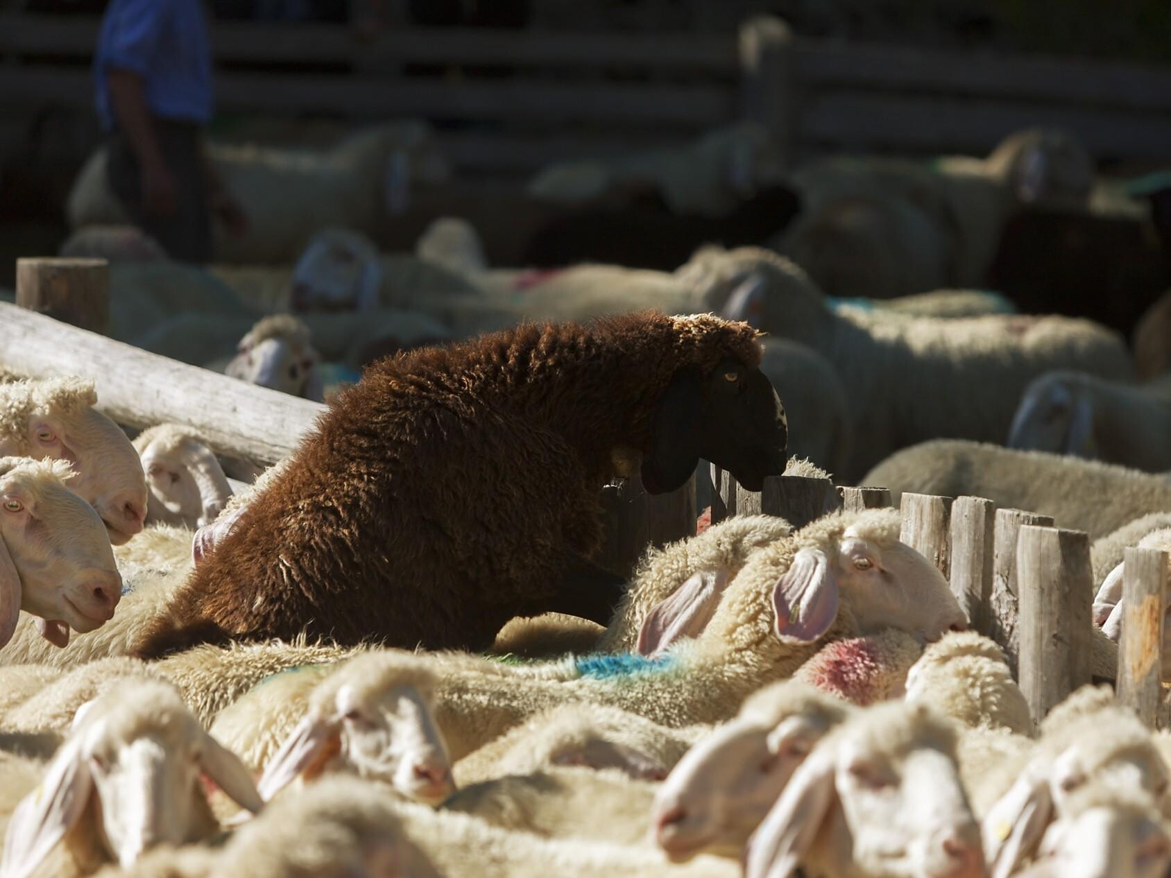 Cattle drive of the sheeps in Corzes - Vinschgau/Val Venosta - #1 - suedtirol.info