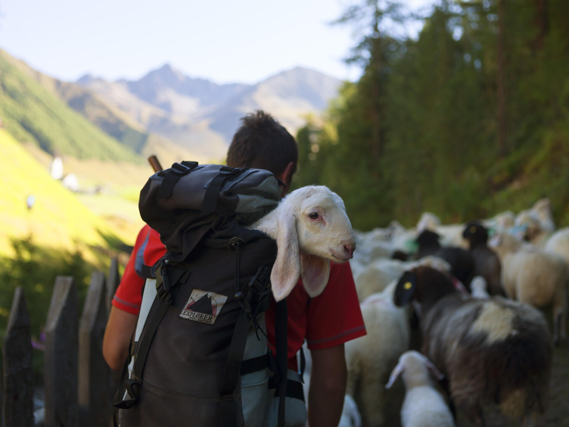 Transumanza delle pecore e delle capre Curon Venosta 2 suedtirol.info