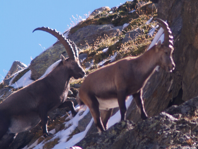 Shuttle per la Val di Fosse - esplorate la valle delle malghe - Val Venosta - #2 - suedtirol.info