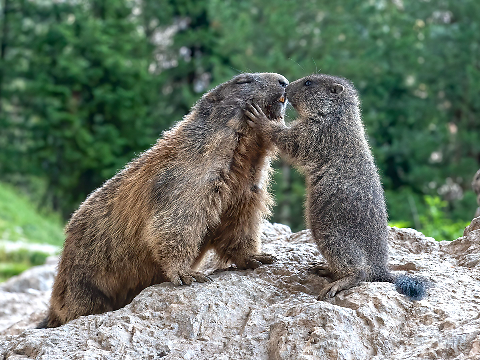 On animals' tracks| Family hike - Dolomites Region Kronplatz/Plan de Corones - #2 - suedtirol.info