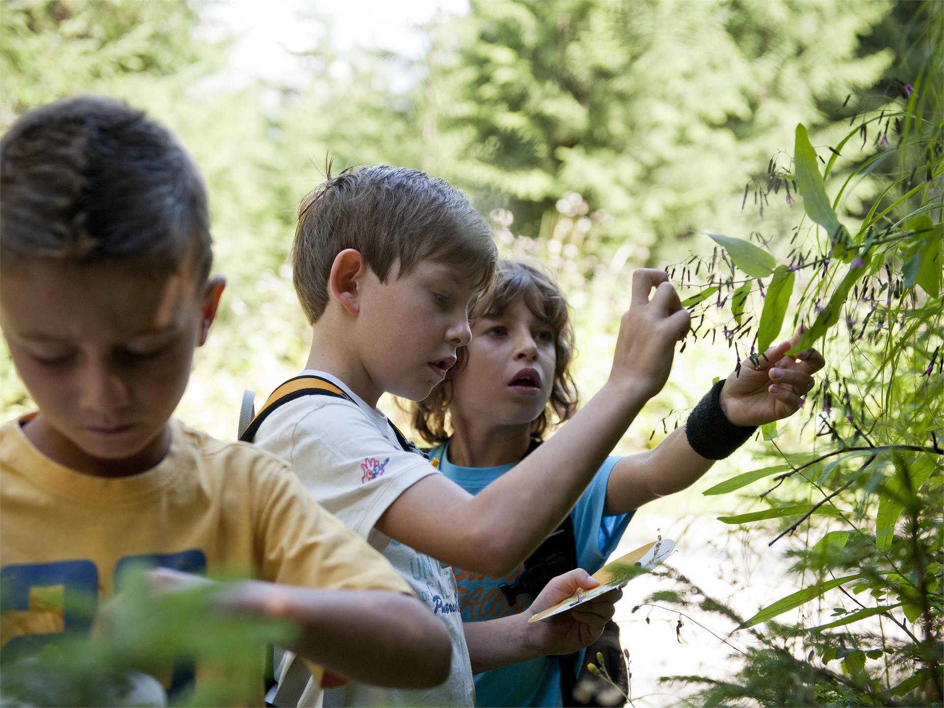 Carezza bikeschool summer - Short hike/MTB tour to the mill Welschnofen/Nova Levante 1 suedtirol.info