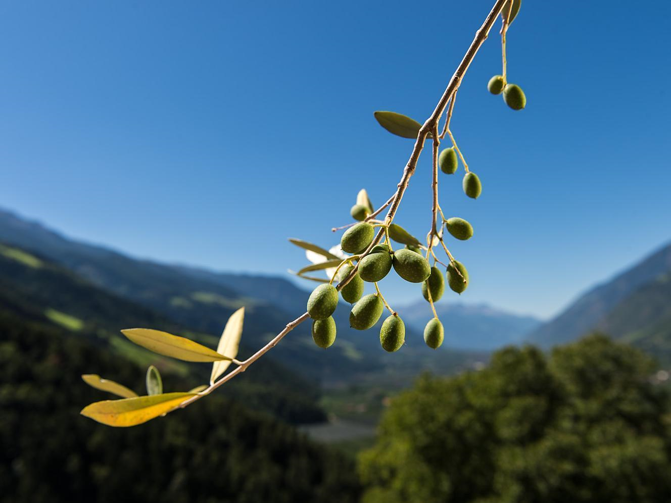 Speck, Wein & Oliven Partschins 3 suedtirol.info