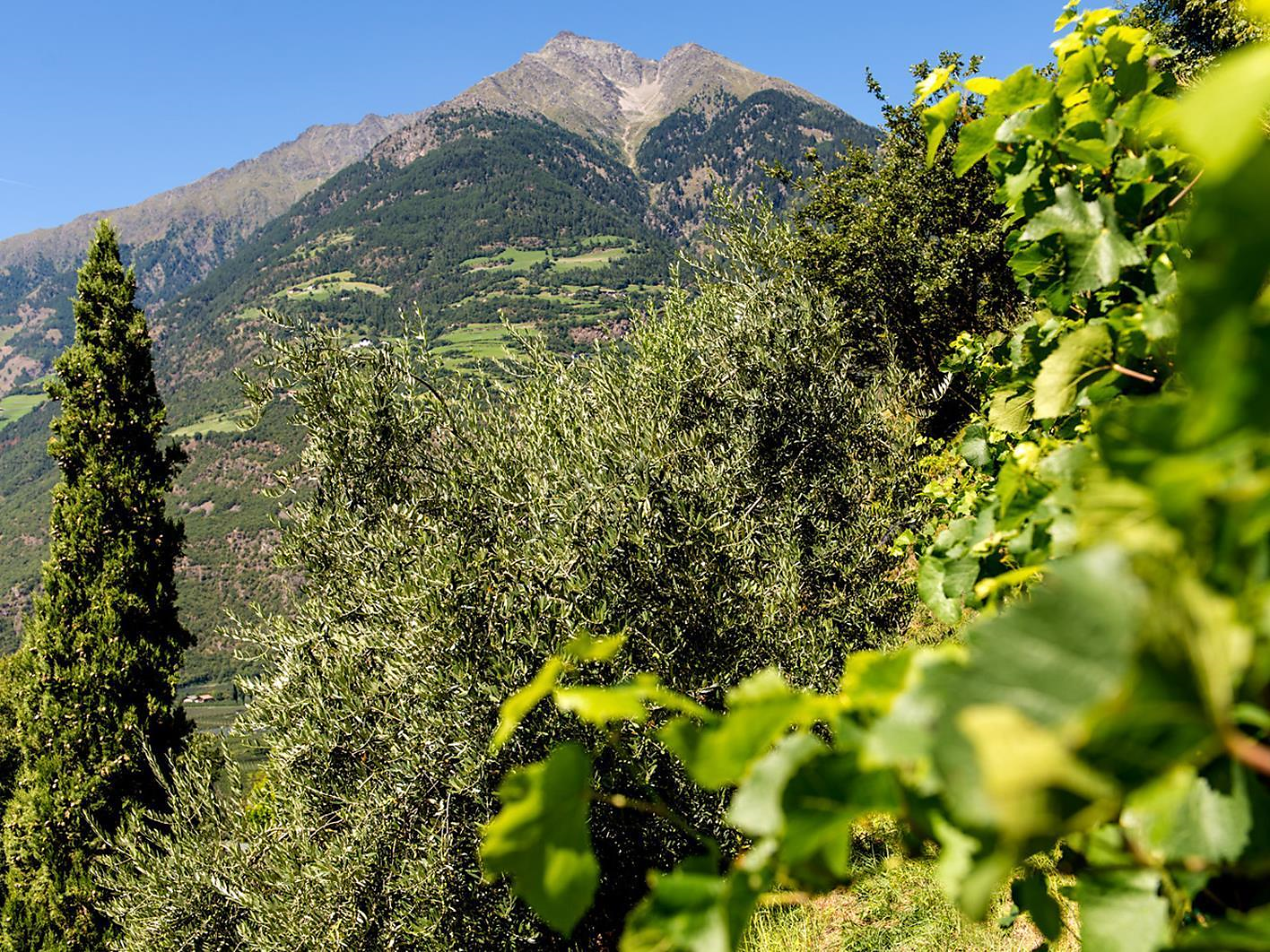 Speck, Wein & Oliven Partschins 2 suedtirol.info