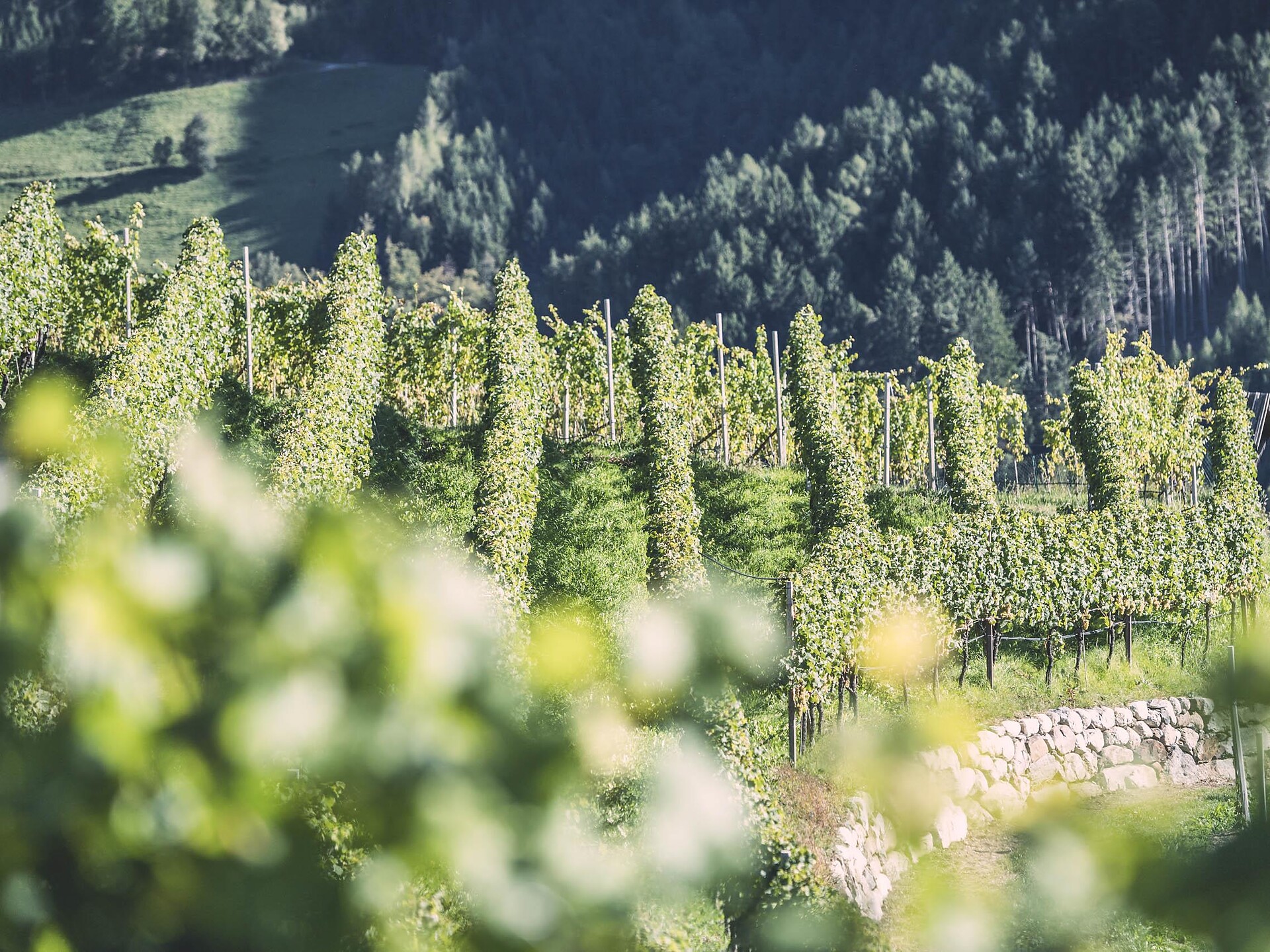 Sunset Tour & Tasting - Brixen und Umgebung - #3 - suedtirol.info