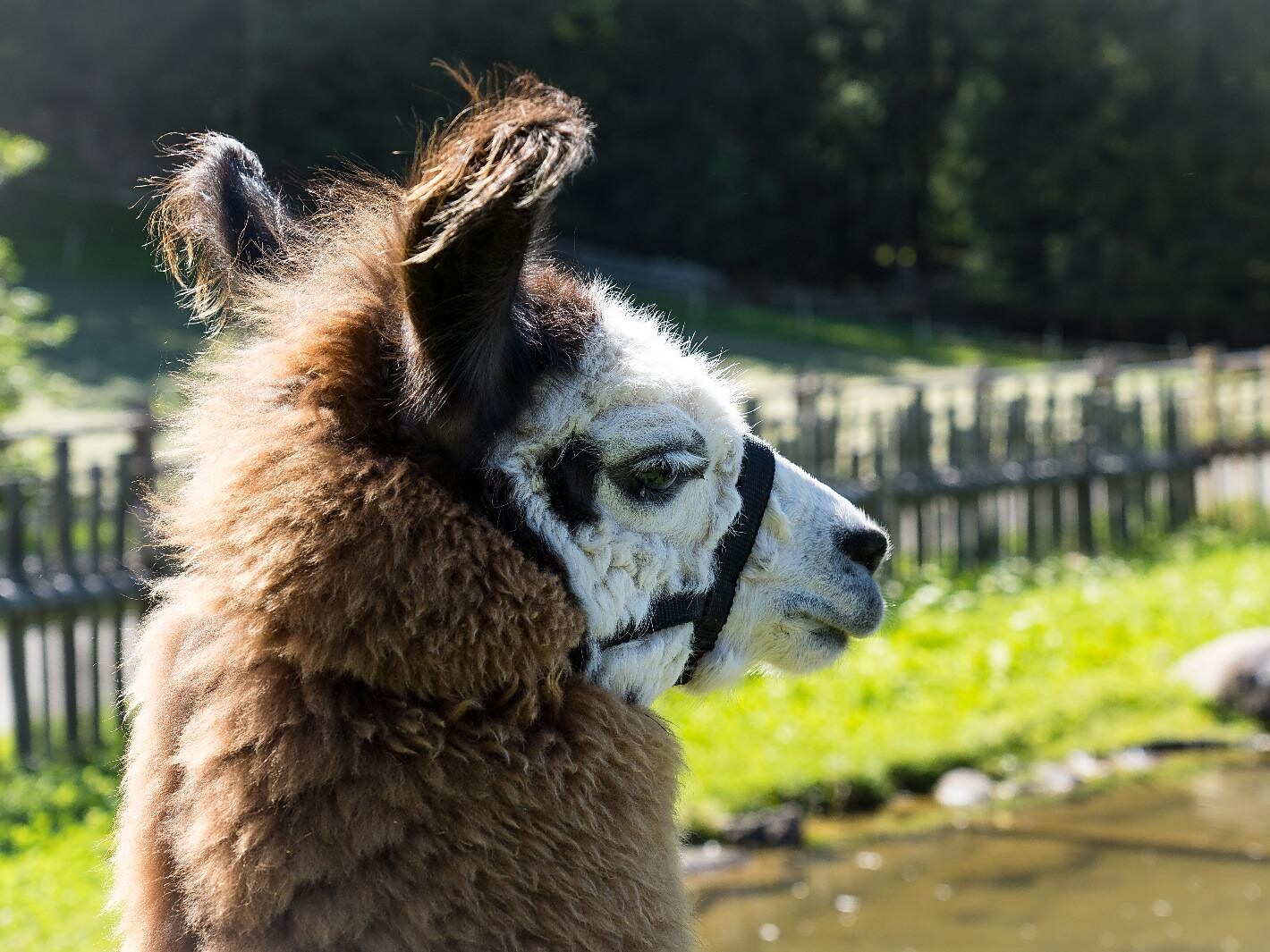 Lama Trekking - Bozen und Umgebung - #1 - suedtirol.info