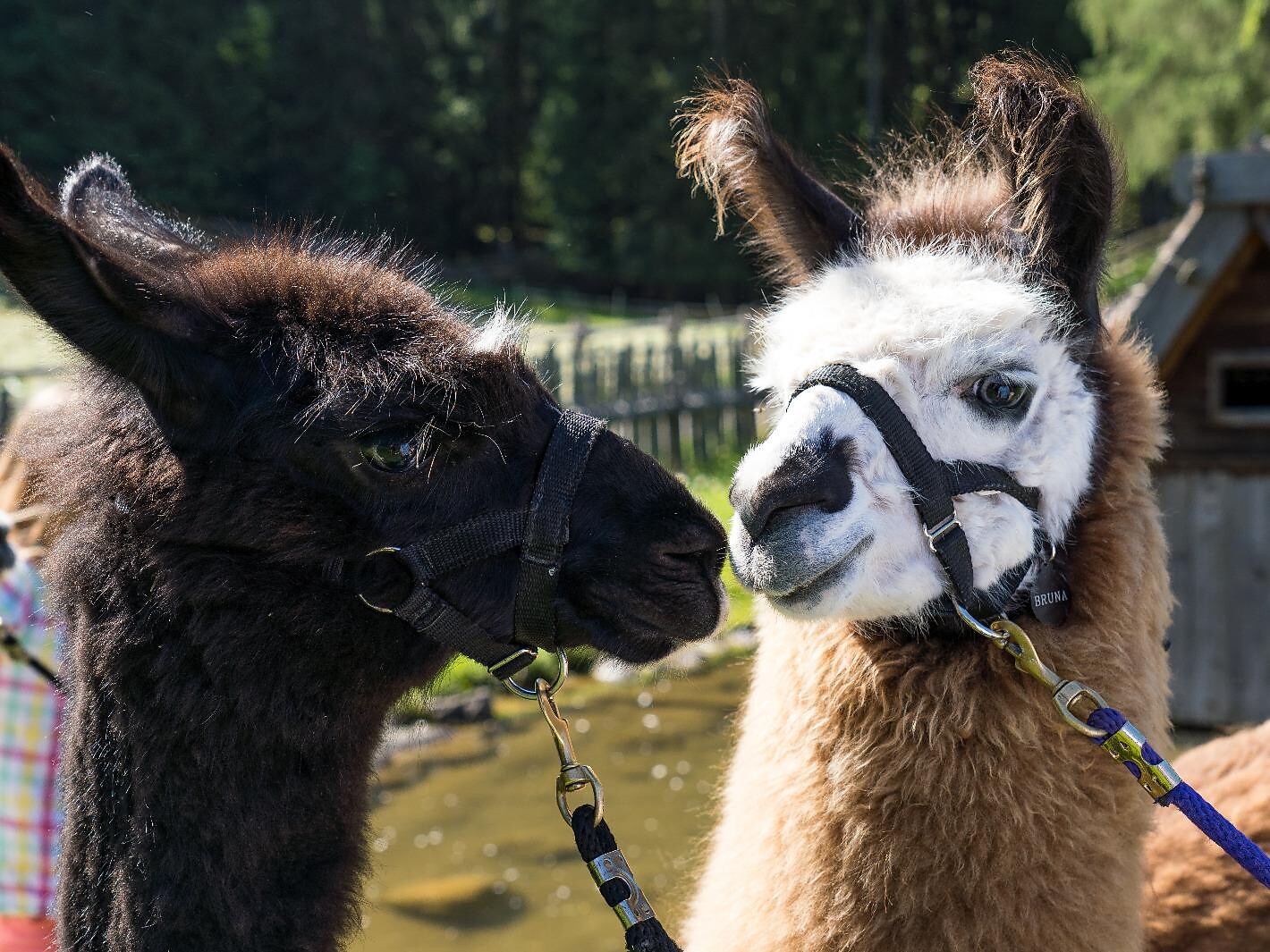 Lama Trekking - Bozen und Umgebung - #3 - suedtirol.info
