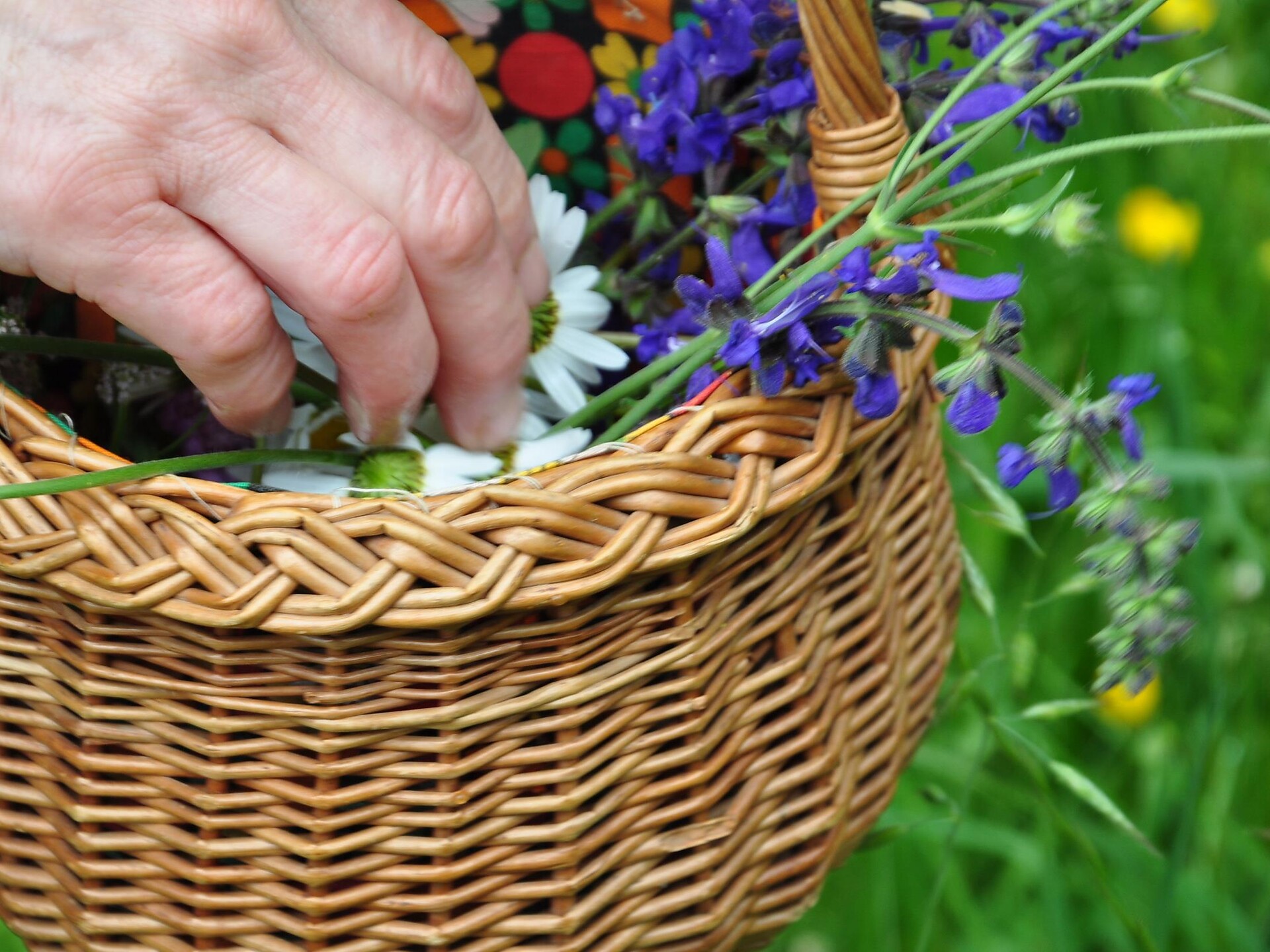 MALGHE IN FIORE: Wild and Wonderful – escursione botanica a Maranza Rio di Pusteria 2 suedtirol.info