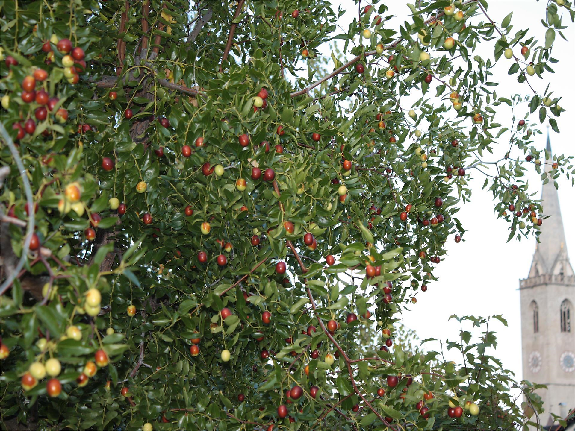 Strick und Häkeltreff im Kräutergarten - Südtiroler Weinstraße - #3 - suedtirol.info