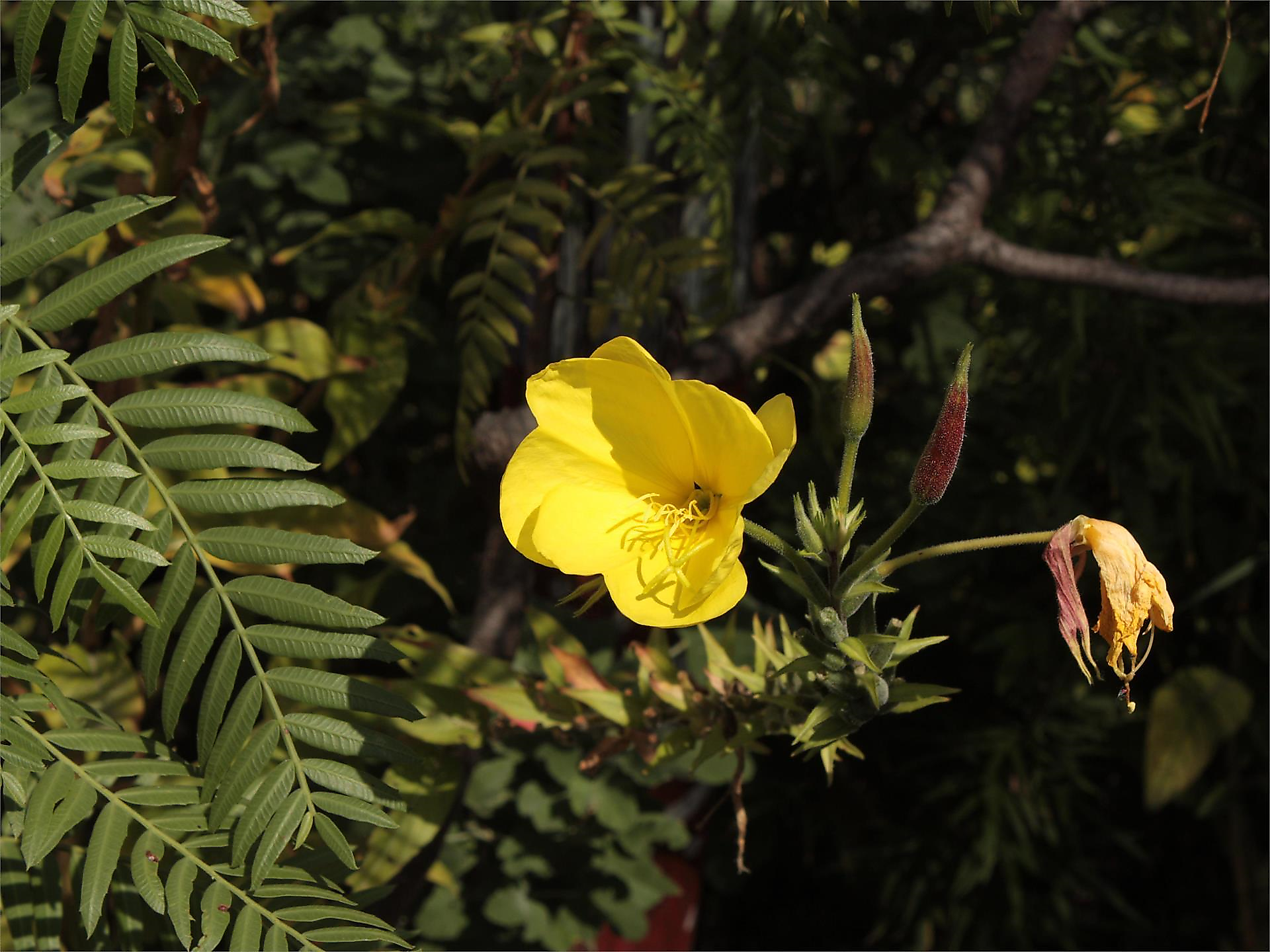 Stand der Umweltgruppe auf dem Marktplatz - Südtiroler Weinstraße - #1 - suedtirol.info