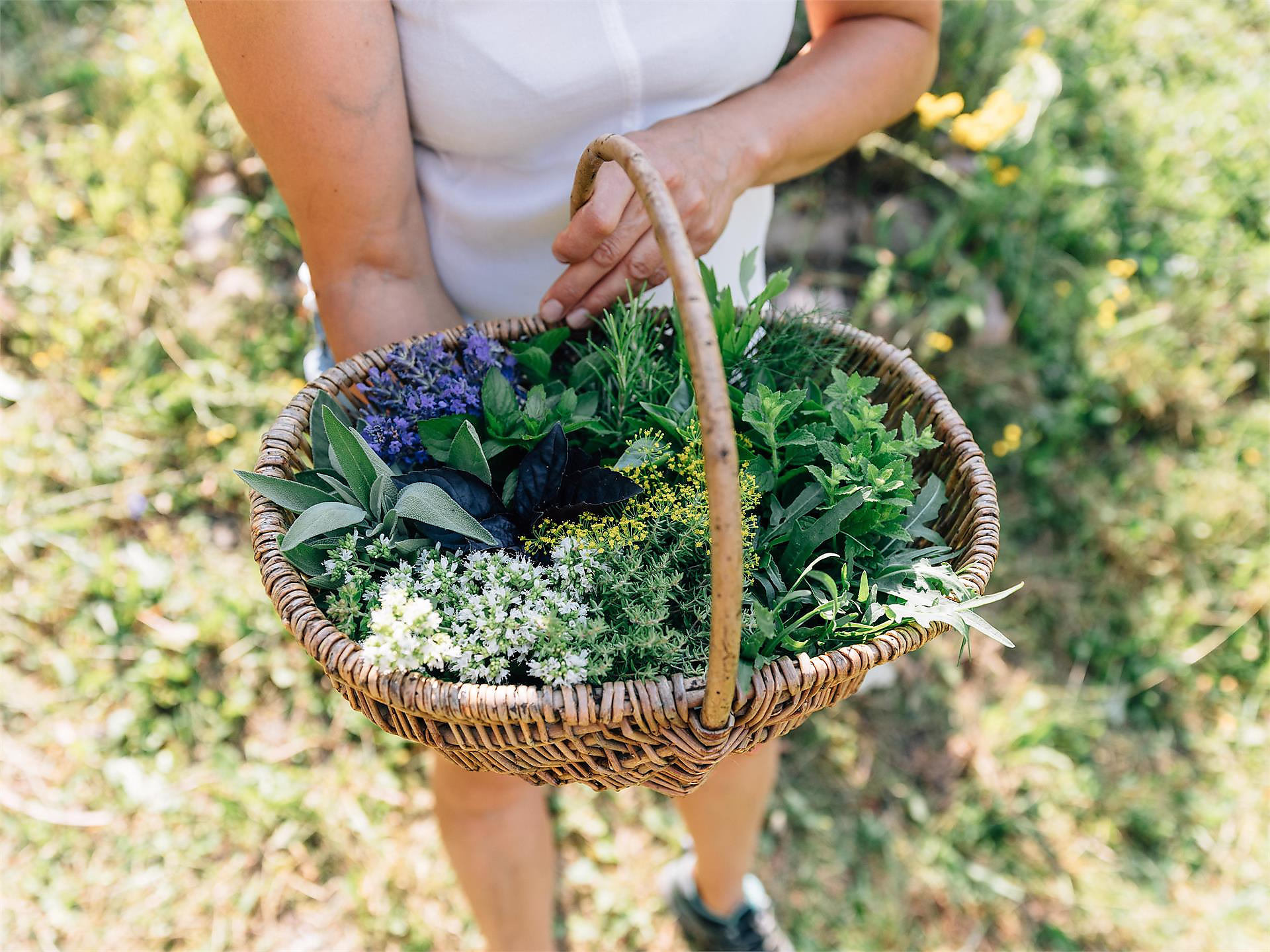 Dichiara guerra alla stanchezza primaverile! (Psairer Langis) - Merano e dintorni - #1 - suedtirol.info