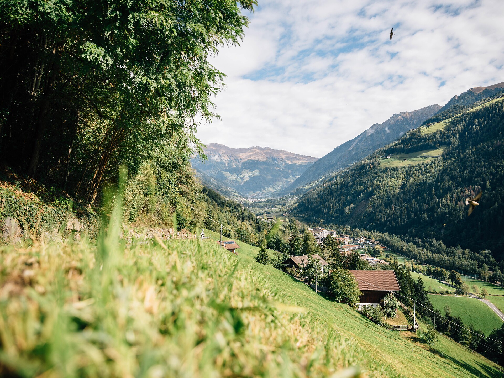 Such a cheese (Psairer Langis) - Meran/Merano and environs - #2 - suedtirol.info