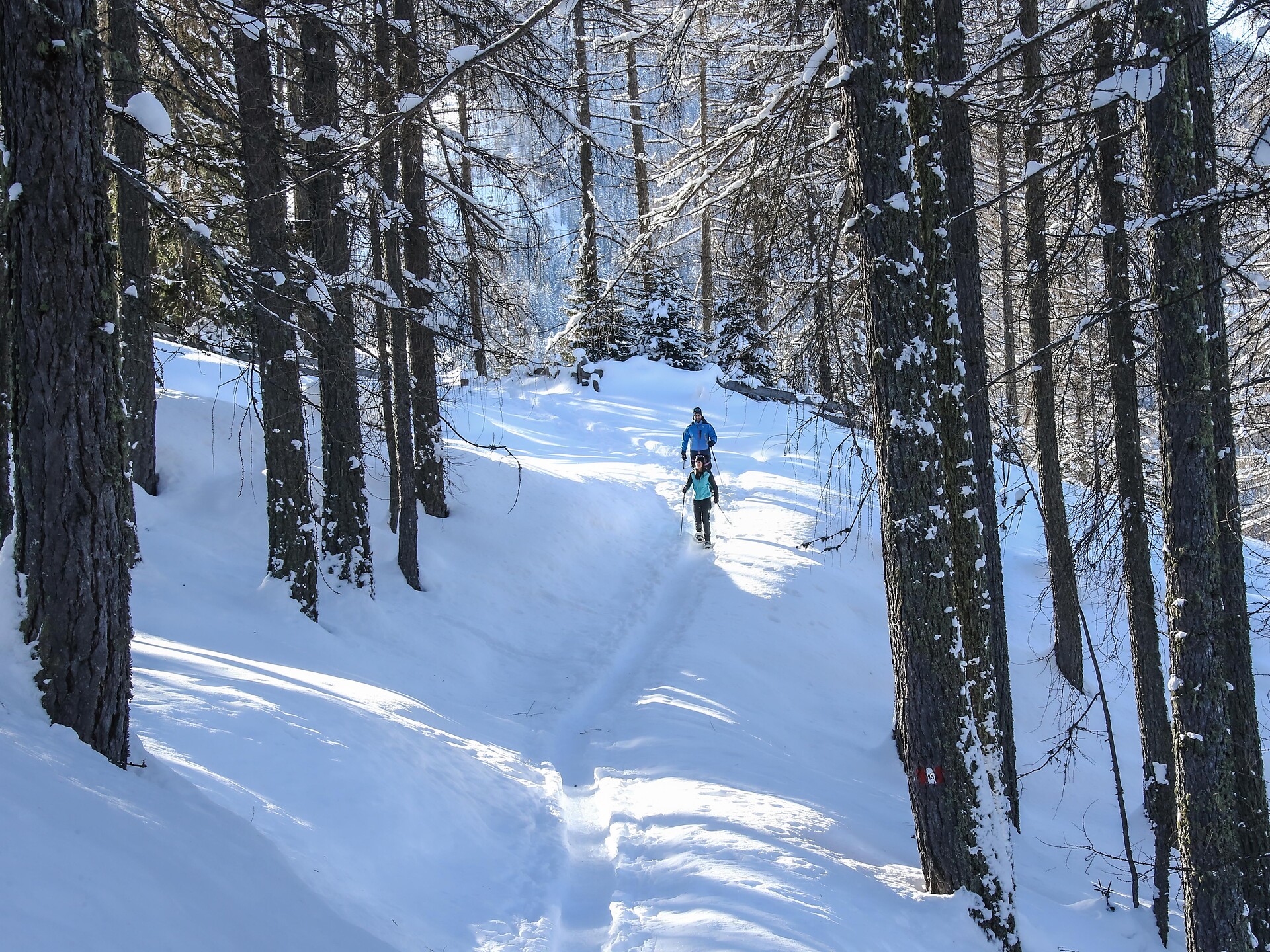 Ciaspolata nel bosco di Valparola - Regione dolomitica Alta Badia - #2 - suedtirol.info