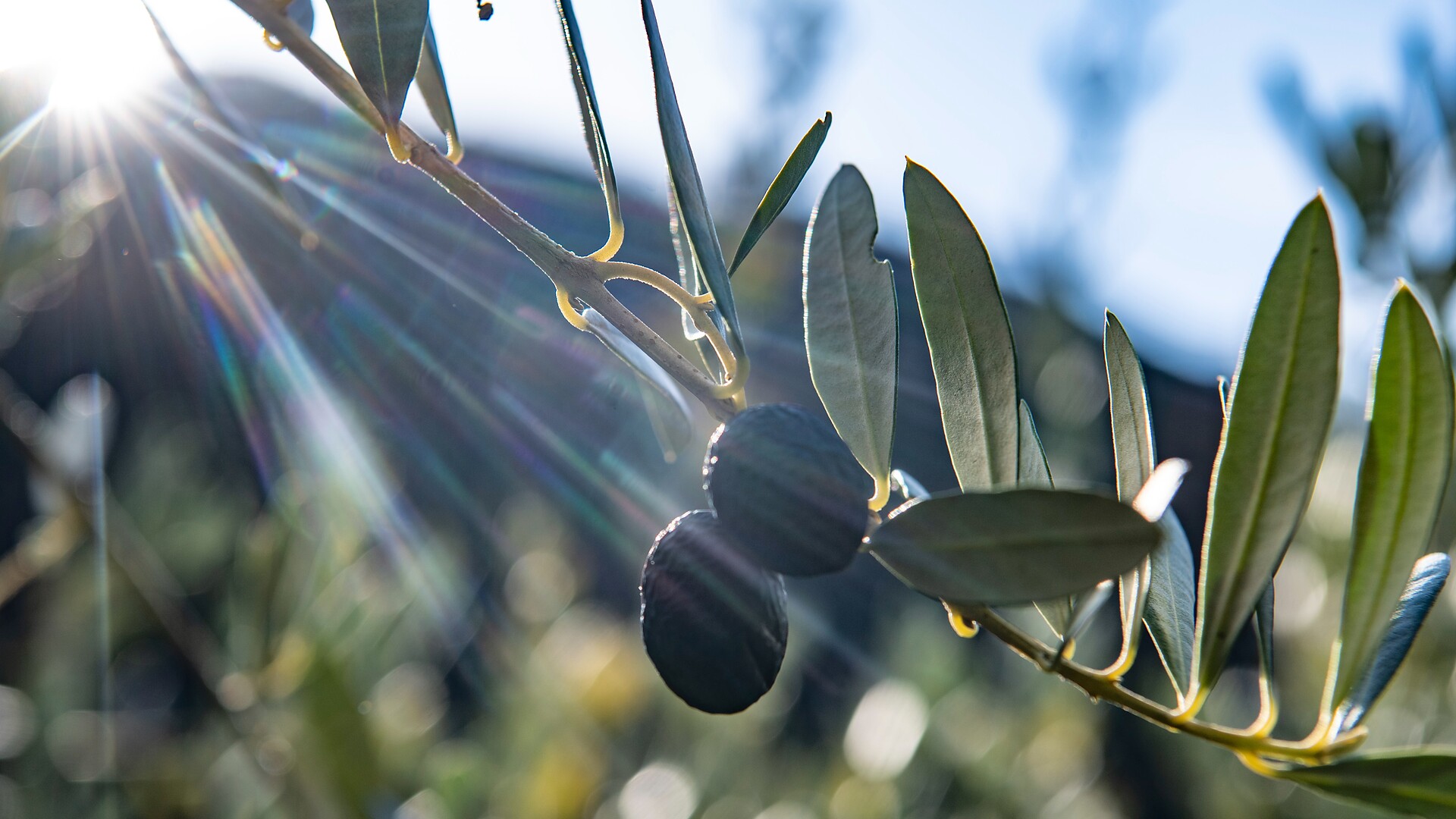 Speck, wine & olives - Meran/Merano and environs - #2 - suedtirol.info