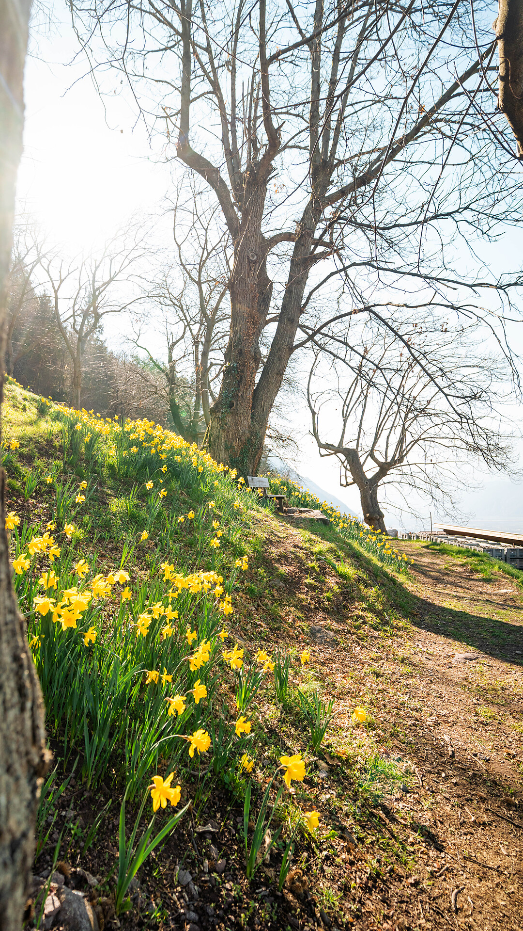 Tours ins Gold - Lana blüht 2026 - Meran und Umgebung - #1 - suedtirol.info