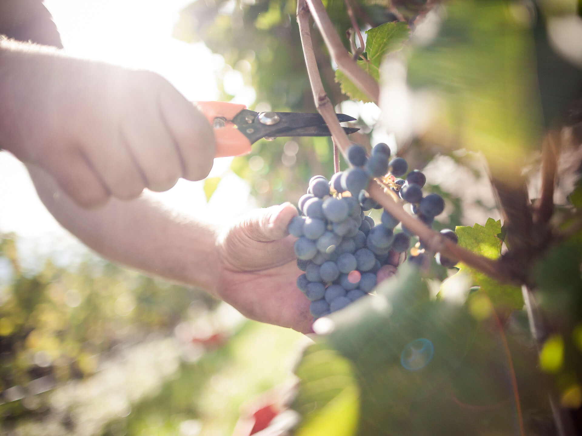Tiroler Weinbergseminar - Meran und Umgebung - #1 - suedtirol.info