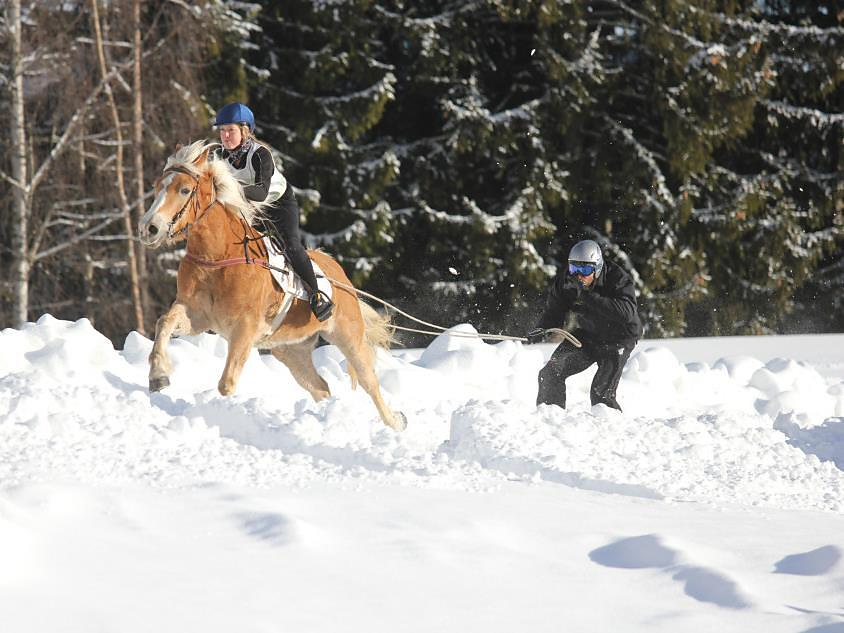 Horses Sleigh Races and Skijöring - Bolzano/Bozen and environs - #3 - suedtirol.info